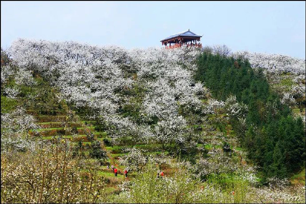 【春天，广西桂林灌阳县向您发出邀请！】我们在灌阳看梨花 - 游山玩水 - 三门峡生活社区 - 三门峡28生活网 smx.28life.net