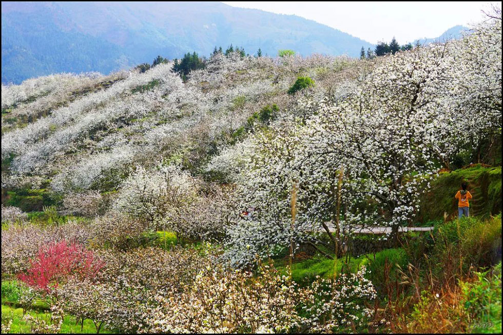 【春天，广西桂林灌阳县向您发出邀请！】我们在灌阳看梨花 - 游山玩水 - 三门峡生活社区 - 三门峡28生活网 smx.28life.net