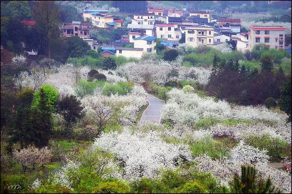 【春天，广西桂林灌阳县向您发出邀请！】我们在灌阳看梨花 - 游山玩水 - 三门峡生活社区 - 三门峡28生活网 smx.28life.net