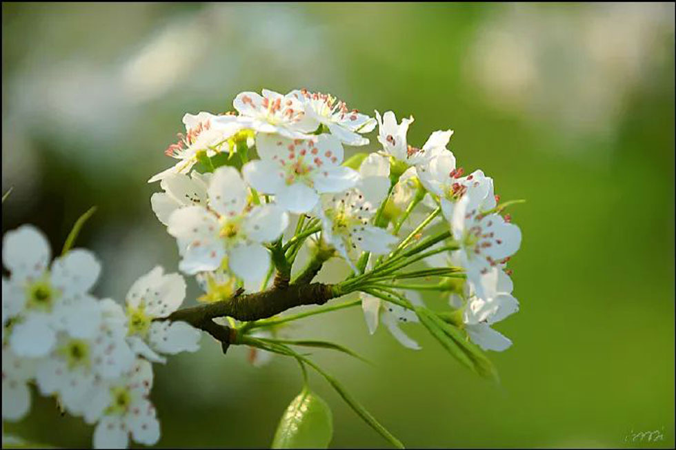 【春天，广西桂林灌阳县向您发出邀请！】我们在灌阳看梨花 - 游山玩水 - 三门峡生活社区 - 三门峡28生活网 smx.28life.net