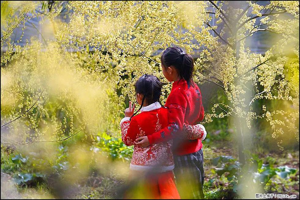 【春天，广西桂林灌阳县向您发出邀请！】米珠山前有片山苍子花在飘香 - 游山玩水 - 三门峡生活社区 - 三门峡28生活网 smx.28life.net