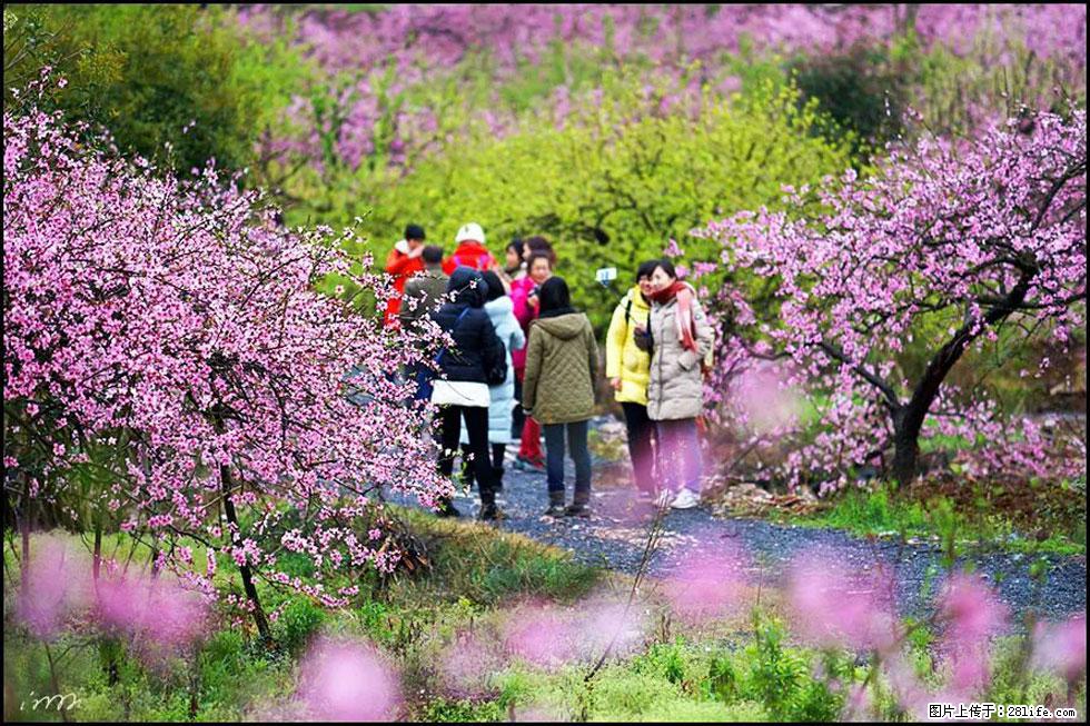 【春天,广西桂林灌阳县向您发出邀请!】官庄村有个醉美的桃花园 - 游山玩水 - 三门峡生活社区 - 三门峡28生活网 smx.28life.net
