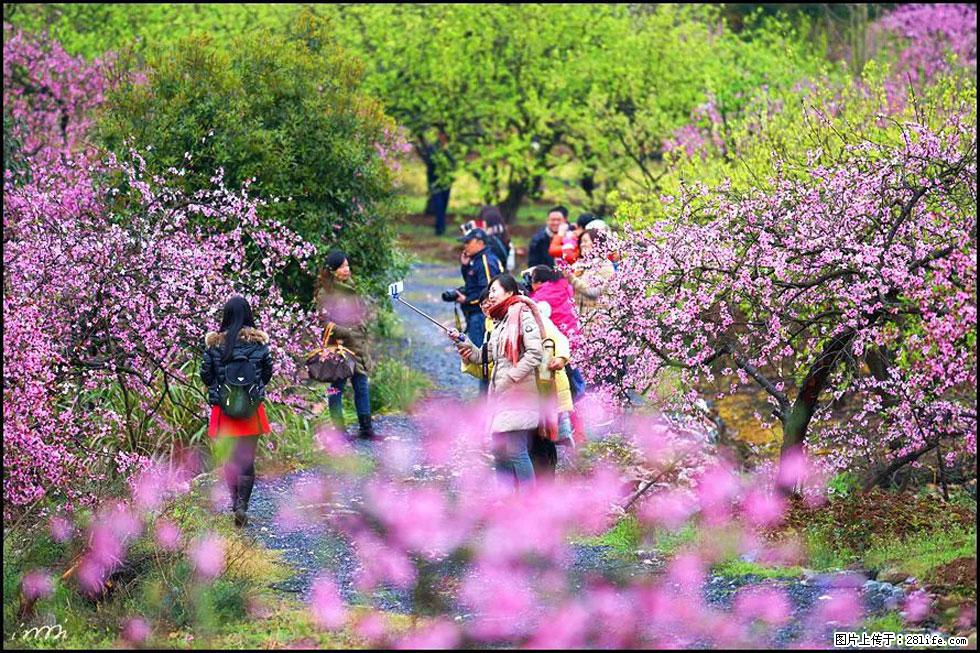 【春天,广西桂林灌阳县向您发出邀请!】官庄村有个醉美的桃花园 - 游山玩水 - 三门峡生活社区 - 三门峡28生活网 smx.28life.net