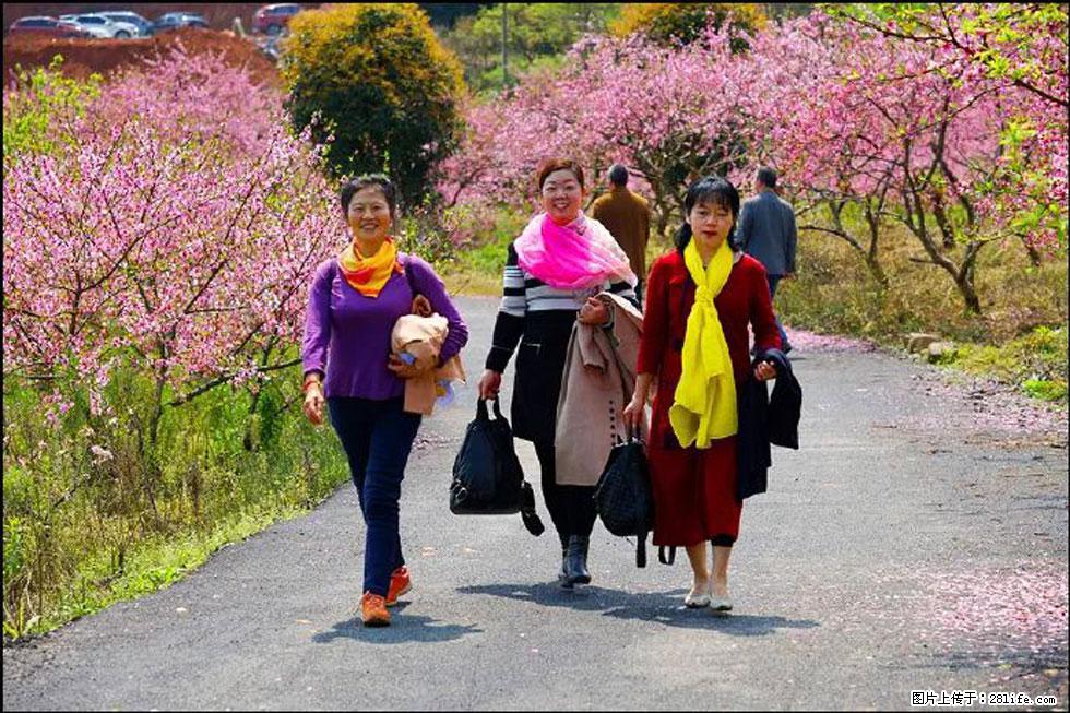 【春天,广西桂林灌阳县向您发出邀请!】官庄村有个醉美的桃花园 - 游山玩水 - 三门峡生活社区 - 三门峡28生活网 smx.28life.net