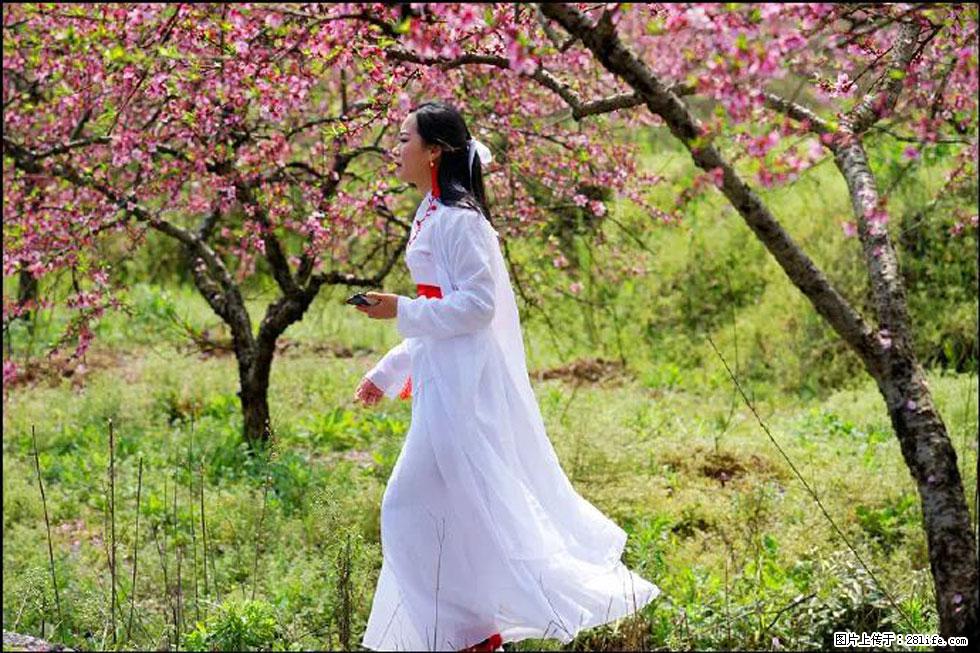 【春天,广西桂林灌阳县向您发出邀请!】官庄村有个醉美的桃花园 - 游山玩水 - 三门峡生活社区 - 三门峡28生活网 smx.28life.net