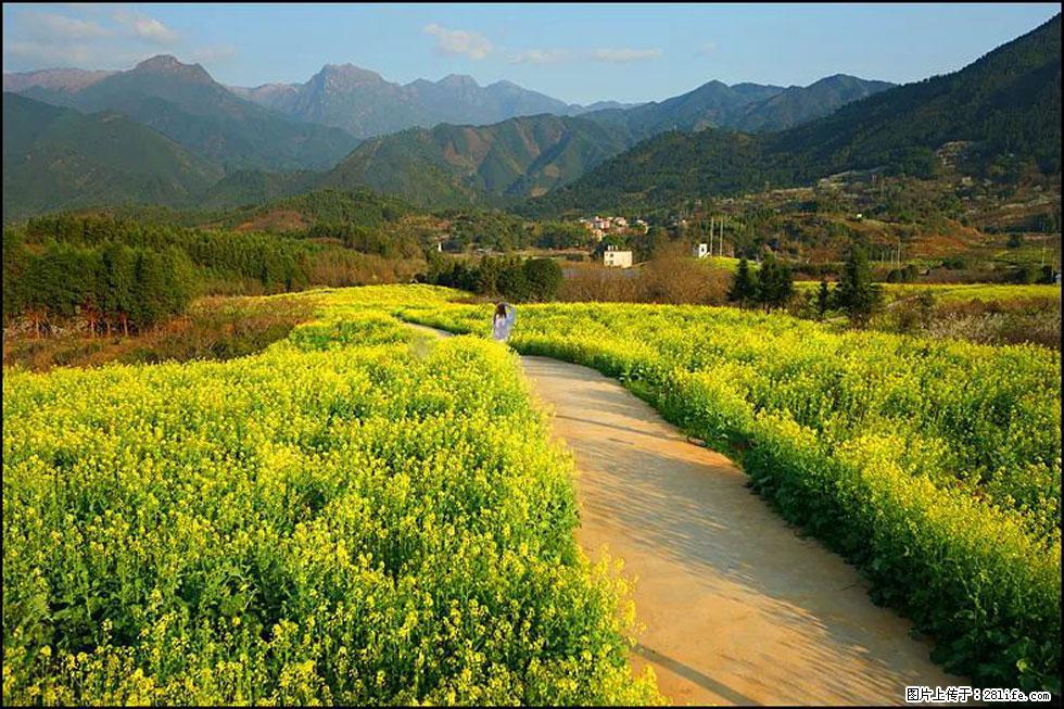 【春天，广西桂林灌阳县向您发出邀请！】长坪村油菜盛情花开 - 游山玩水 - 三门峡生活社区 - 三门峡28生活网 smx.28life.net
