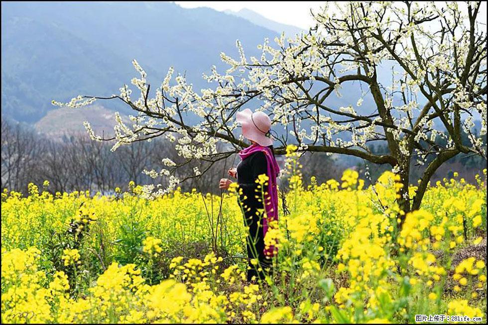 【春天，广西桂林灌阳县向您发出邀请！】长坪村油菜盛情花开 - 游山玩水 - 三门峡生活社区 - 三门峡28生活网 smx.28life.net