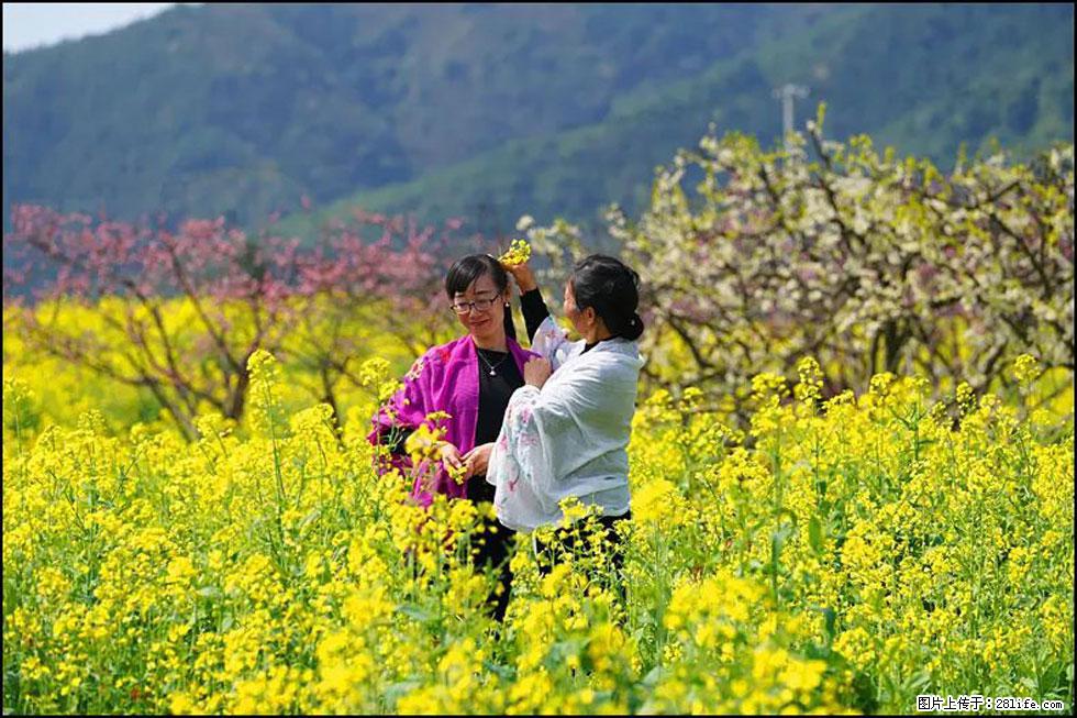 【春天，广西桂林灌阳县向您发出邀请！】长坪村油菜盛情花开 - 游山玩水 - 三门峡生活社区 - 三门峡28生活网 smx.28life.net