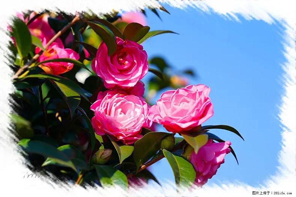 【春天，广西桂林灌阳县向您发出邀请！】杨柳井茶花惹人爱 - 游山玩水 - 三门峡生活社区 - 三门峡28生活网 smx.28life.net
