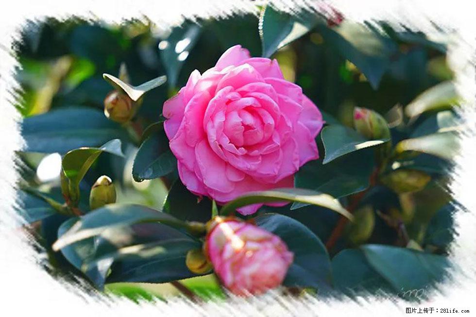 【春天，广西桂林灌阳县向您发出邀请！】杨柳井茶花惹人爱 - 游山玩水 - 三门峡生活社区 - 三门峡28生活网 smx.28life.net