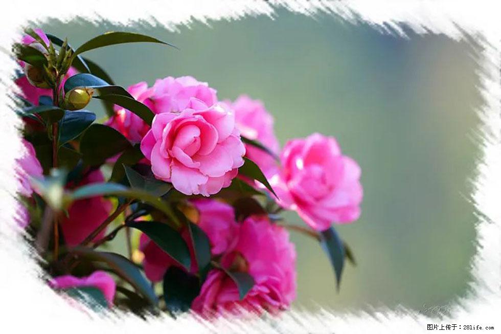 【春天，广西桂林灌阳县向您发出邀请！】杨柳井茶花惹人爱 - 游山玩水 - 三门峡生活社区 - 三门峡28生活网 smx.28life.net