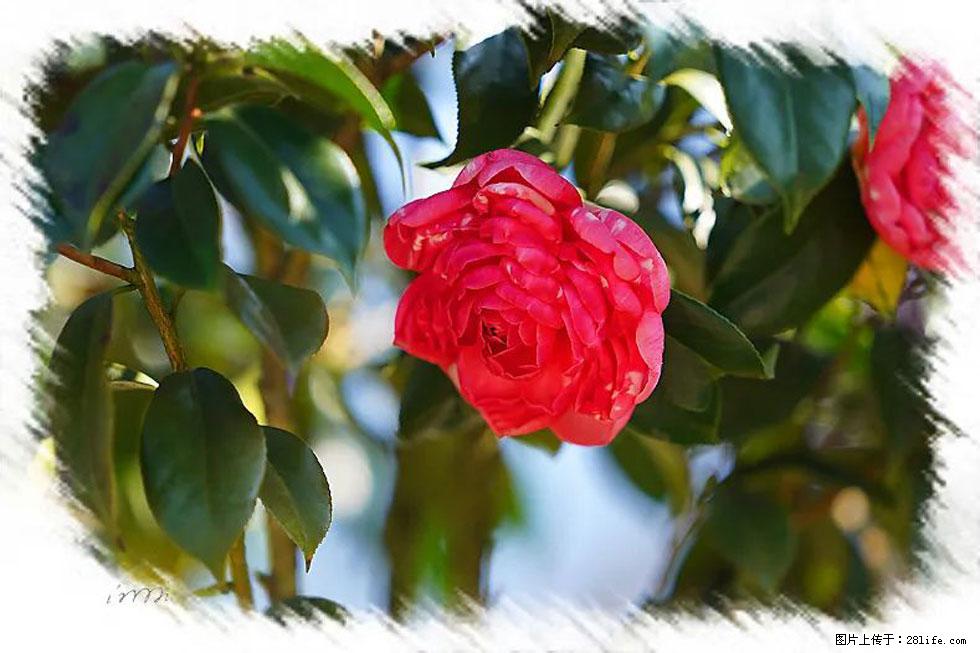 【春天，广西桂林灌阳县向您发出邀请！】杨柳井茶花惹人爱 - 游山玩水 - 三门峡生活社区 - 三门峡28生活网 smx.28life.net