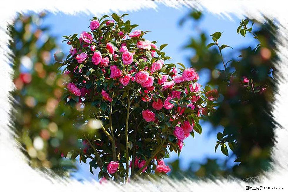 【春天，广西桂林灌阳县向您发出邀请！】杨柳井茶花惹人爱 - 游山玩水 - 三门峡生活社区 - 三门峡28生活网 smx.28life.net