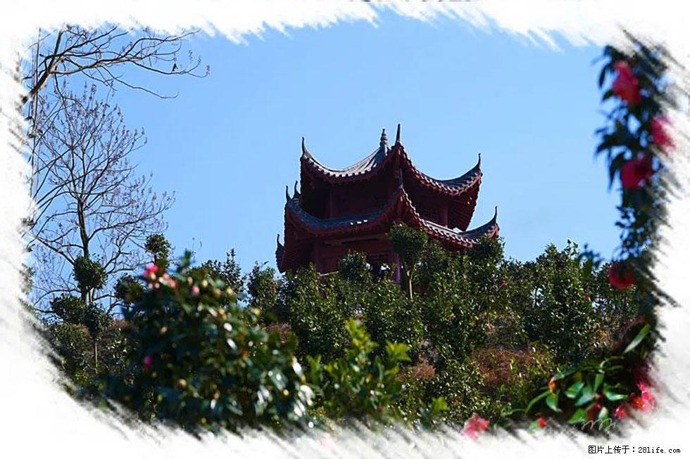 【春天，广西桂林灌阳县向您发出邀请！】杨柳井茶花惹人爱 - 游山玩水 - 三门峡生活社区 - 三门峡28生活网 smx.28life.net