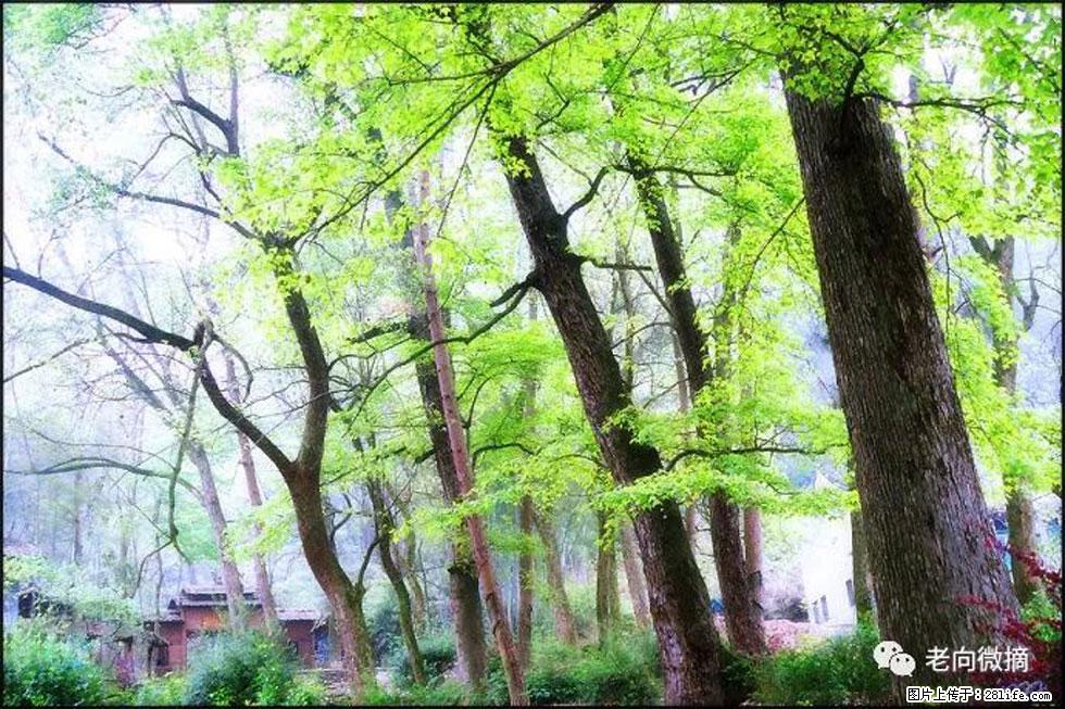 【春天,广西桂林灌阳县向您发出邀请!】在小龙村与春天约会 - 游山玩水 - 三门峡生活社区 - 三门峡28生活网 smx.28life.net