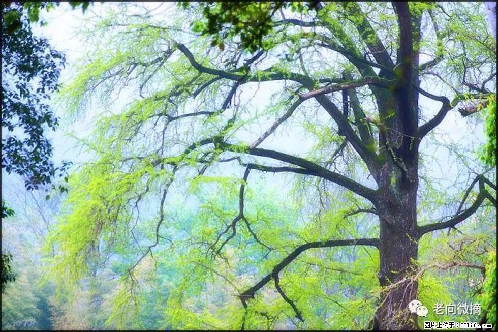 【春天,广西桂林灌阳县向您发出邀请!】在小龙村与春天约会 - 游山玩水 - 三门峡生活社区 - 三门峡28生活网 smx.28life.net