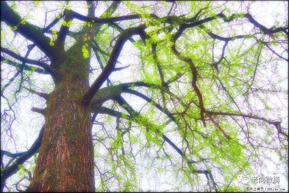 【春天,广西桂林灌阳县向您发出邀请!】在小龙村与春天约会 - 游山玩水 - 三门峡生活社区 - 三门峡28生活网 smx.28life.net