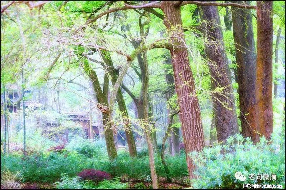 【春天,广西桂林灌阳县向您发出邀请!】在小龙村与春天约会 - 游山玩水 - 三门峡生活社区 - 三门峡28生活网 smx.28life.net