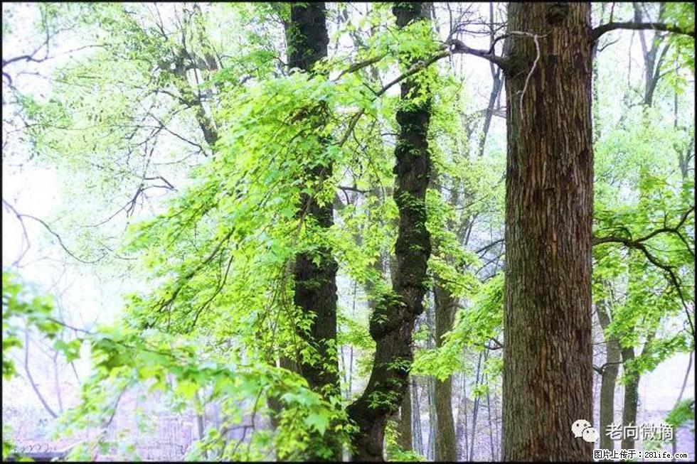 【春天,广西桂林灌阳县向您发出邀请!】在小龙村与春天约会 - 游山玩水 - 三门峡生活社区 - 三门峡28生活网 smx.28life.net