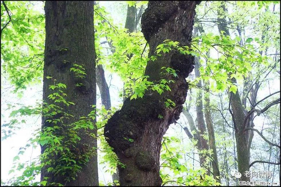 【春天,广西桂林灌阳县向您发出邀请!】在小龙村与春天约会 - 游山玩水 - 三门峡生活社区 - 三门峡28生活网 smx.28life.net