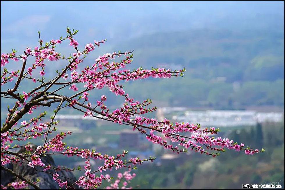 【春天，广西桂林灌阳县向您发出邀请！】望月岭上桃花开 - 游山玩水 - 三门峡生活社区 - 三门峡28生活网 smx.28life.net