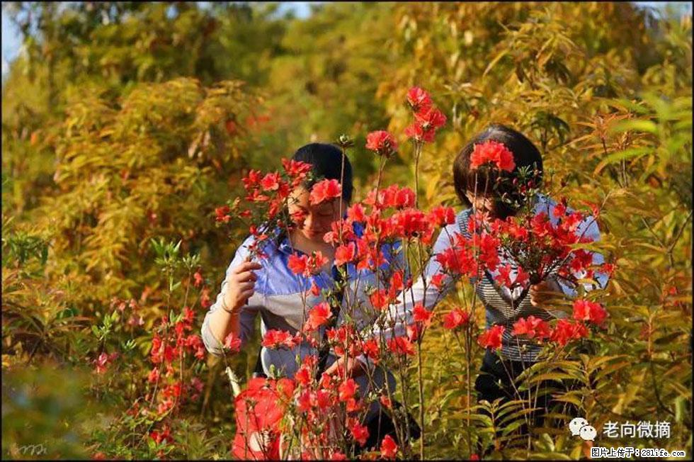 【春天，广西桂林灌阳县向您发出邀请！】登麒麟山，相约映山红 - 游山玩水 - 三门峡生活社区 - 三门峡28生活网 smx.28life.net