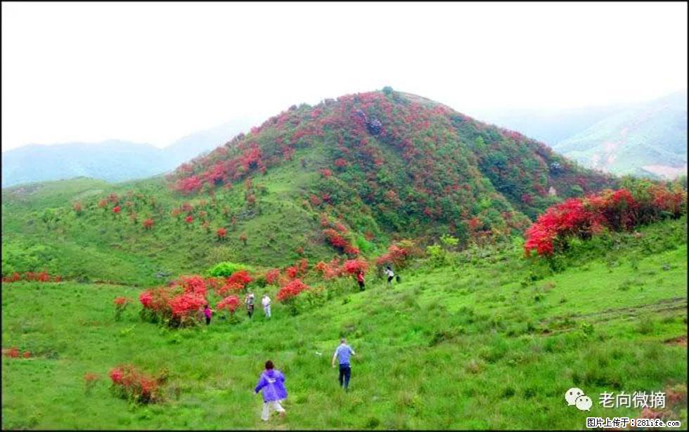 【春天，广西桂林灌阳县向您发出邀请！】宝盖山上映山红 - 游山玩水 - 三门峡生活社区 - 三门峡28生活网 smx.28life.net