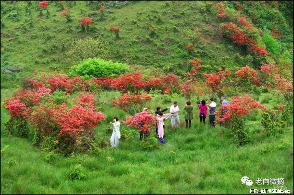 【春天，广西桂林灌阳县向您发出邀请！】宝盖山上映山红 - 游山玩水 - 三门峡生活社区 - 三门峡28生活网 smx.28life.net