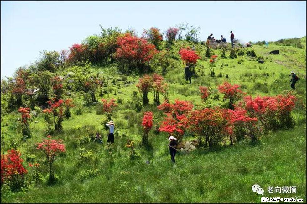 【春天，广西桂林灌阳县向您发出邀请！】宝盖山上映山红 - 游山玩水 - 三门峡生活社区 - 三门峡28生活网 smx.28life.net