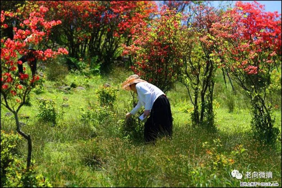 【春天，广西桂林灌阳县向您发出邀请！】宝盖山上映山红 - 游山玩水 - 三门峡生活社区 - 三门峡28生活网 smx.28life.net