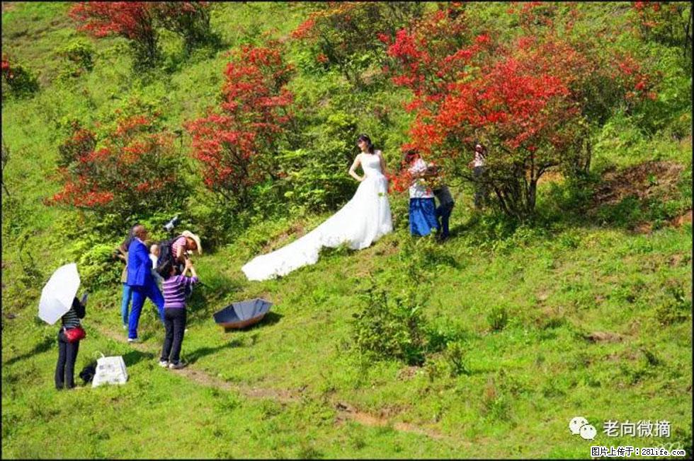 【春天，广西桂林灌阳县向您发出邀请！】宝盖山上映山红 - 游山玩水 - 三门峡生活社区 - 三门峡28生活网 smx.28life.net