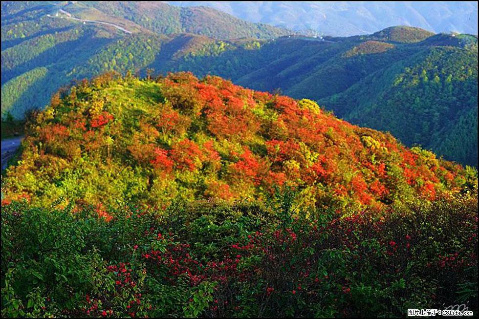 【春天，广西桂林灌阳县向您发出邀请！】春木界上映山红 - 游山玩水 - 三门峡生活社区 - 三门峡28生活网 smx.28life.net