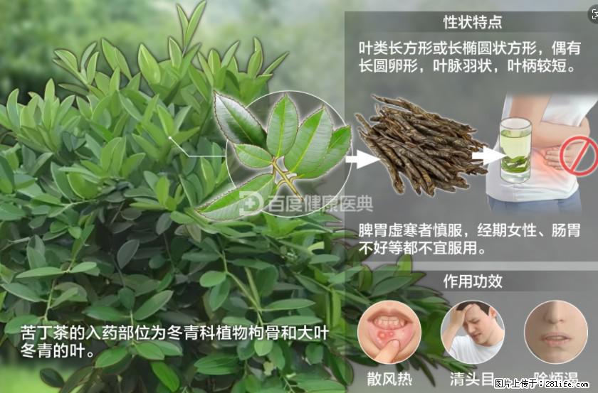 苦丁茶有哪些功效和作用 - 生活百科 - 三门峡生活社区 - 三门峡28生活网 smx.28life.net