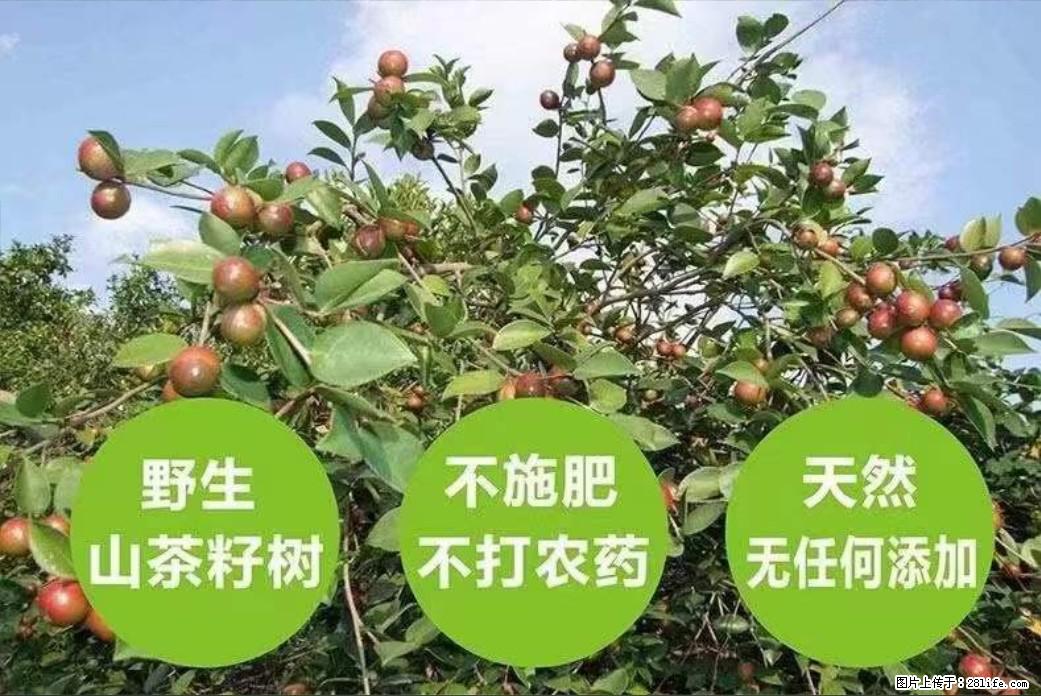 【灌阳县油茶产业示范区】一个有着充实的精神生活的人，对待身外之物自会有一种淡泊的态度 - 土特产 - 饮食特产 - 三门峡分类信息 - 三门峡28生活网 smx.28life.net