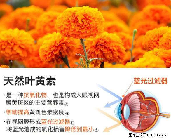 叶黄素有什么功效和作用 - 生活百科 - 三门峡生活社区 - 三门峡28生活网 smx.28life.net