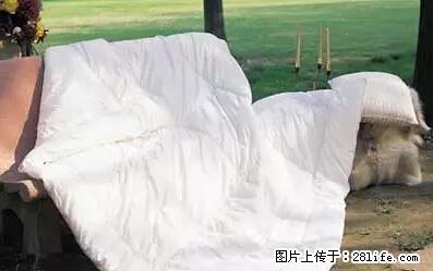 被子有异味？只要这样做，比晒太阳还强100倍！ - 家居生活 - 三门峡生活社区 - 三门峡28生活网 smx.28life.net