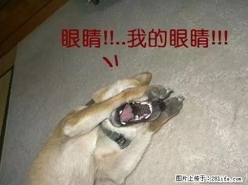 笑癫了!一女的怀孕三年未生,他终于忍不住了... - 娱乐八卦 - 三门峡生活社区 - 三门峡28生活网 smx.28life.net