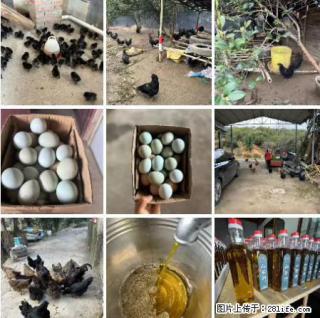 油茶园从小鸡仔开始养起的纯土鸡、土鸡蛋可以预定啦！还有前几天刚榨的纯山茶油哦 - 三门峡28生活网 smx.28life.net