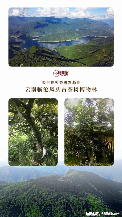 时间果百年古树2025年春红茶 - 购物交流 - 三门峡生活社区 - 三门峡28生活网 smx.28life.net
