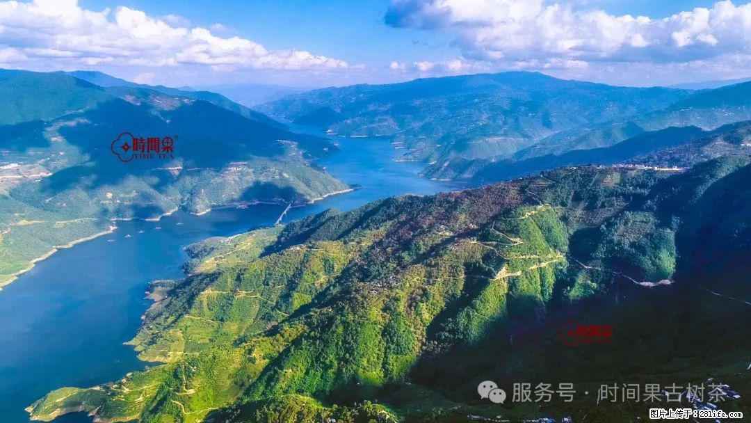 时间果百年古树龙珠普洱生茶 - 购物交流 - 三门峡生活社区 - 三门峡28生活网 smx.28life.net