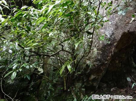 平乐石崖茶，珍贵仅次于金花茶 - 三门峡生活资讯 - 三门峡28生活网 smx.28life.net