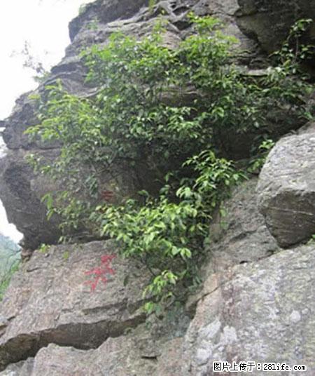 平乐石崖茶，珍贵仅次于金花茶 - 三门峡生活资讯 - 三门峡28生活网 smx.28life.net