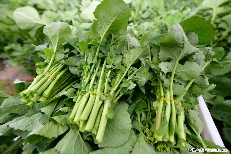 这些蔬菜是“天然钙片”，这6种被医生重点推荐 - 三门峡生活资讯 - 三门峡28生活网 smx.28life.net